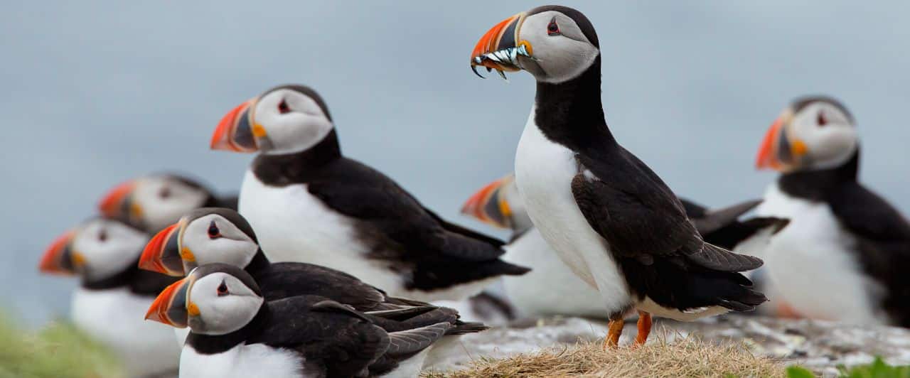 A group of puffins, one standing with small fish in its orange beak