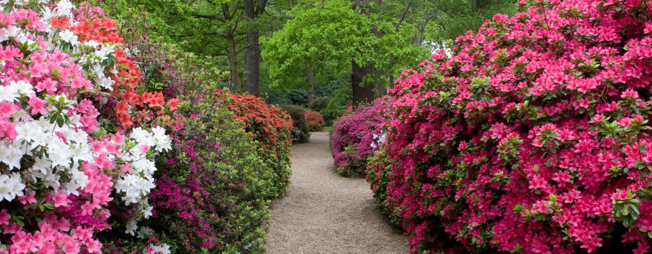 Gravel path winding through large multi-colored rhododendron shrubs