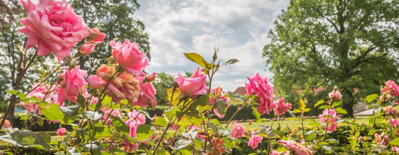 view of pink roses blooming in a garden 