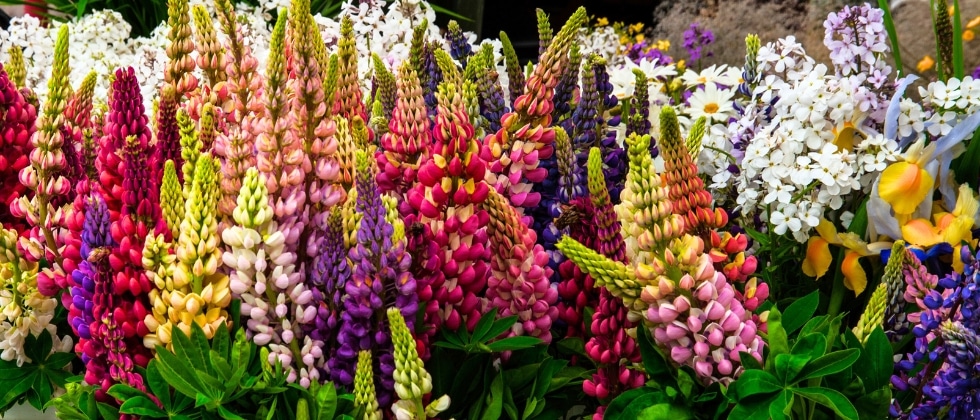 A collection of colorful lupine flowers at a farmers’ market