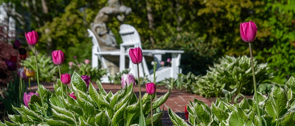 Pink tulips at the gardens of Captain Nickels Inn on a warm day